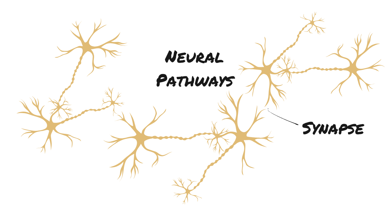 Neuroplasticity: Your Brain’s Ability to Change